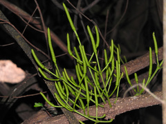 Gnetum luofuense