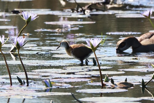 iNaturalist image