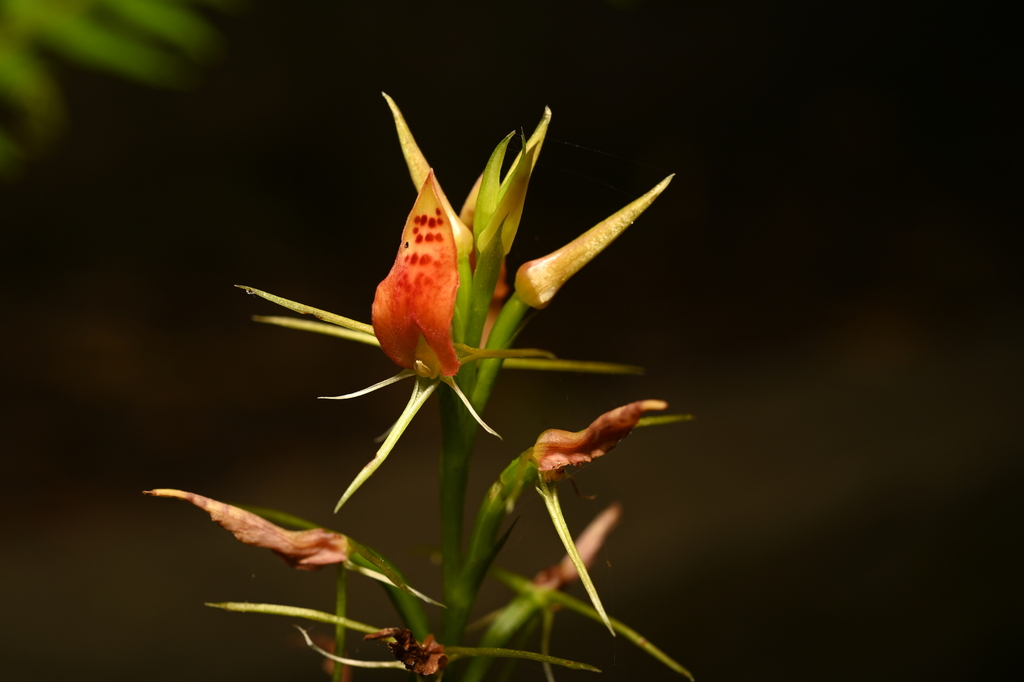 Cryptostylis arachnites