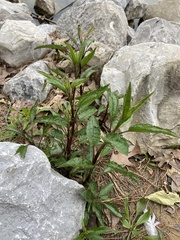 Eupatorium perfoliatum