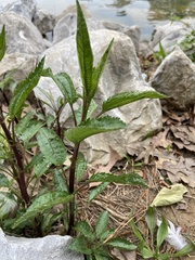 Eupatorium perfoliatum