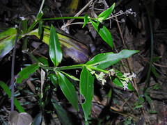 Hedyotis acutangula