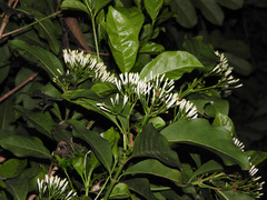 Pavetta hongkongensis