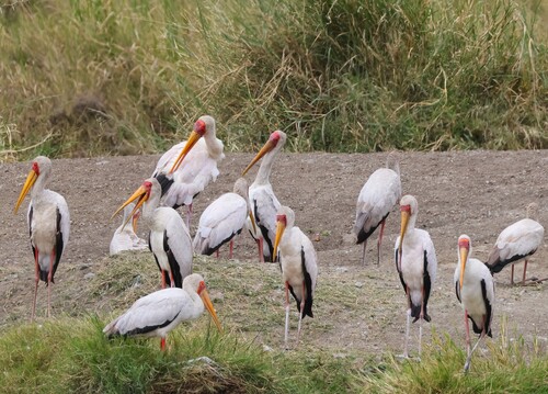 iNaturalist image