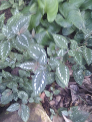 Strobilanthes maculata