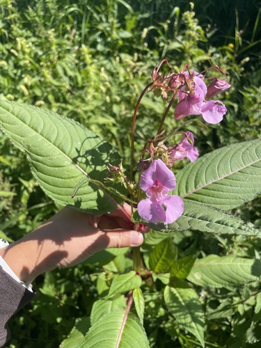 Himalayan balsam