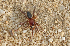 Haplodrassus
