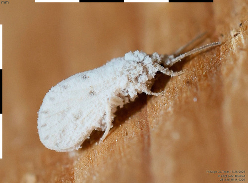 Neoconis marginata