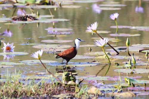 iNaturalist image