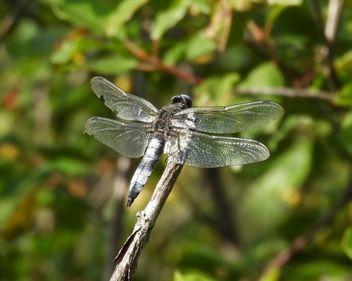 Scarce Chaser