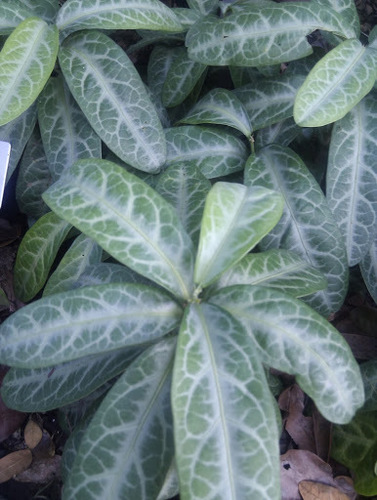 Breynia spatulifolia
