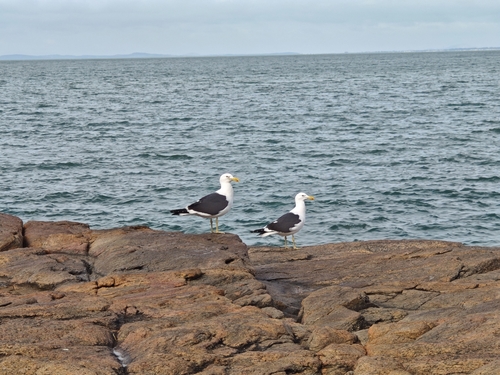 iNaturalist: (c) Lucas Porcellis, some rights reserved (CC BY-NC), uploaded by Lucas Porcellis iNaturalist image