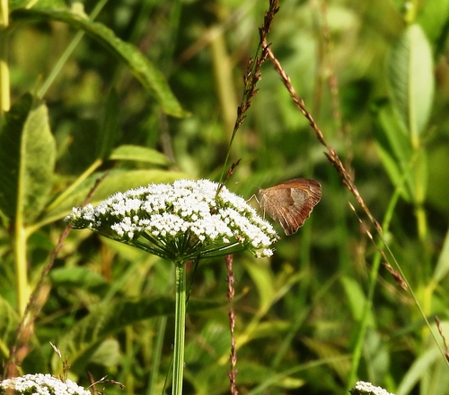 Meadow Brown