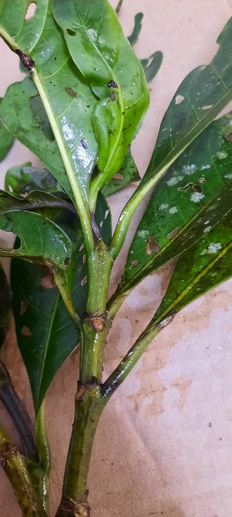 Coussarea verticillata