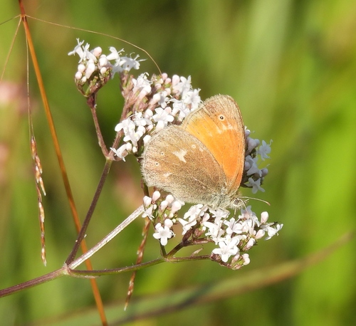 Large Heath