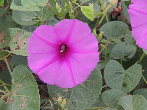 Ipomoea asarifolia, photograph 5