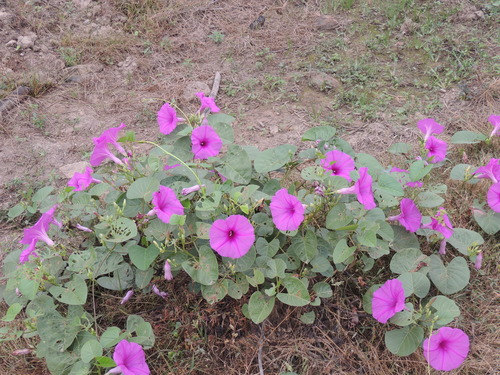 Ipomoea asarifolia, photograph 6