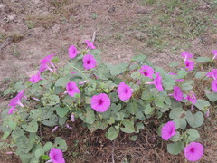 Ipomoea asarifolia, photograph (c) Paulo Nogueira, some rights reserved (CC BY)