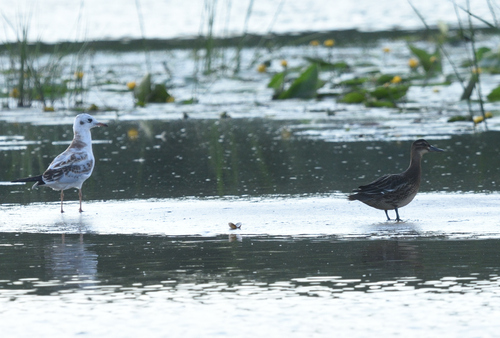 iNaturalist image
