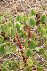 Oxalis tuberosa