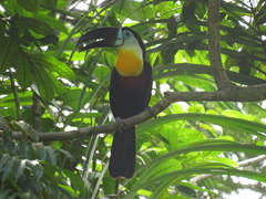 Ramphastos vitellinus