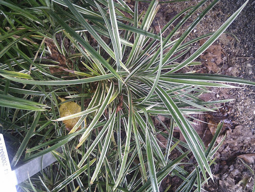 Pandanus pygmaeus · iNaturalist Mexico