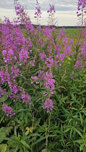 fireweed