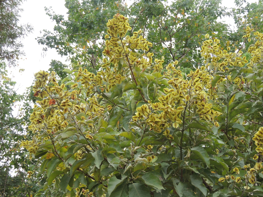 Combretum leprosum; photograph (c) Paulo Nogueira, some rights reserved (CC BY)