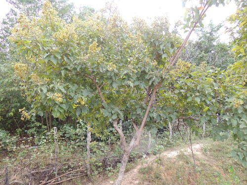 Combretum leprosum, photograph 4