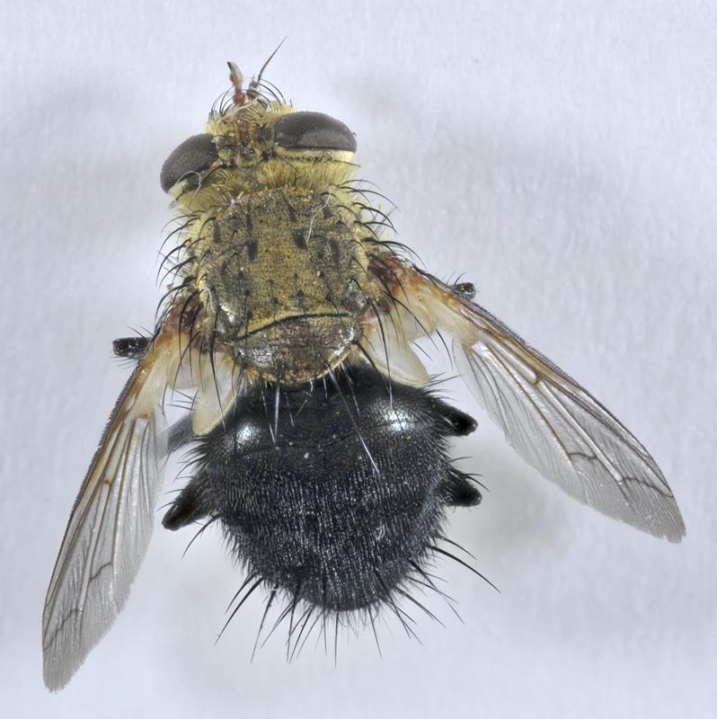 Archytas californiae