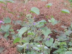 Hydrolea spinosa, photograph (c) Paulo Nogueira, some rights reserved (CC BY)
