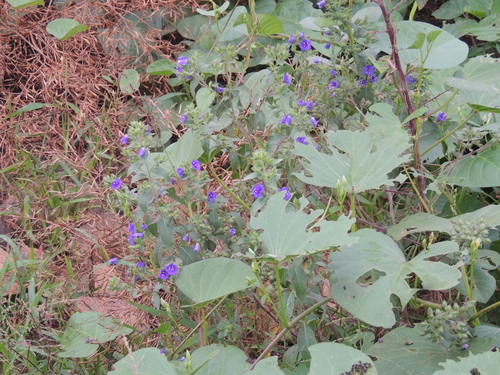 Hydrolea spinosa, photograph 3