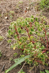 Oxalis tuberosa