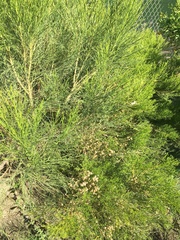 Ericameria paniculata