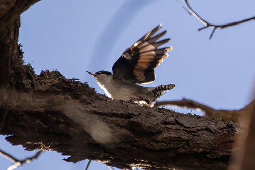 Varied Sittella
