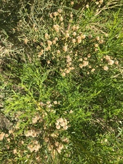 Ericameria paniculata