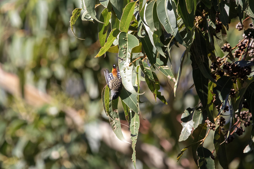 Spotted Pardalote