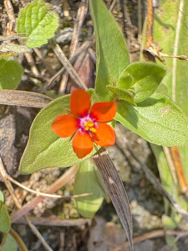 scarlet pimpernel