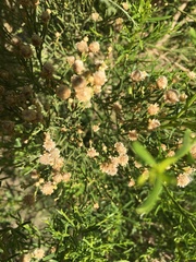 Ericameria paniculata