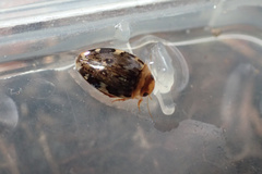 Laccophilus maculosus