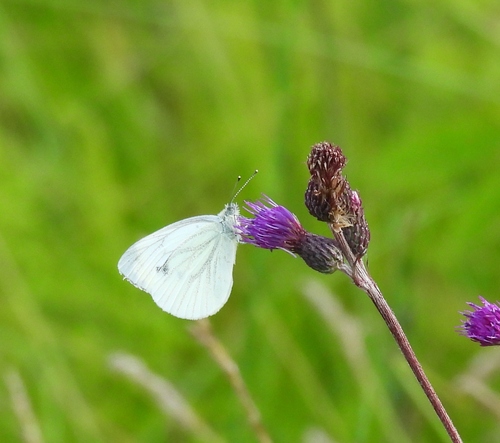 Green-veined White