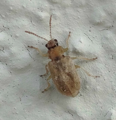 Monoxia obesula