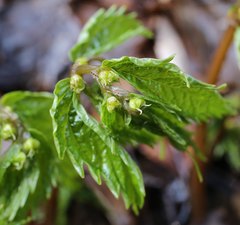 Elatostema involucratum