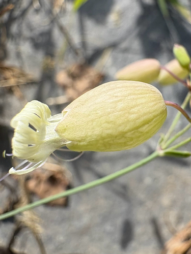 bladder campion