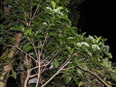 Pavetta hongkongensis