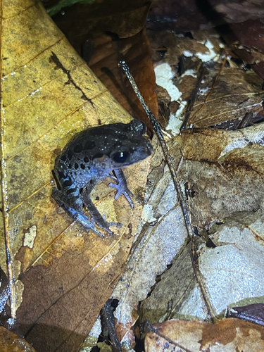 Leptobrachium nigrops observed 2026-07-08