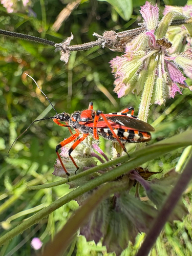 Rhynocoris iracundus