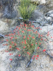Ipomopsis tenuifolia