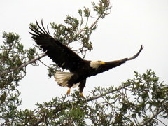 Haliaeetus leucocephalus