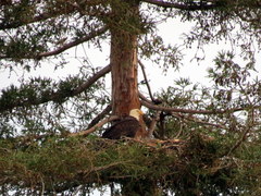 Haliaeetus leucocephalus